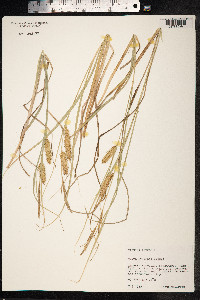 Carex rostrata image