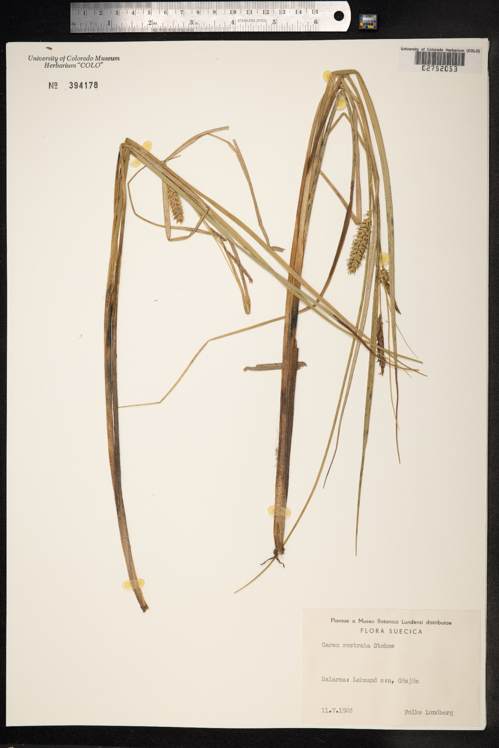 Carex rostrata image