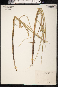 Carex rostrata image
