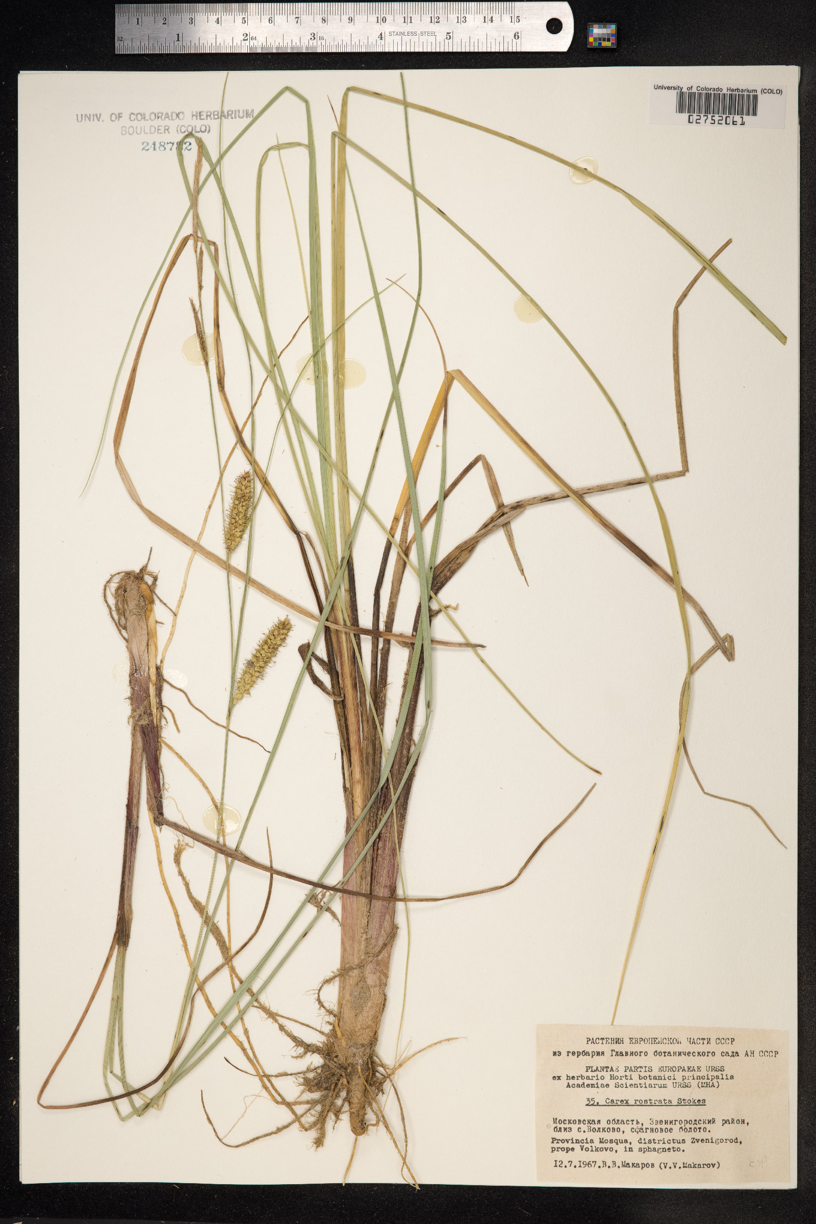 Carex rostrata image