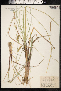 Carex rostrata image