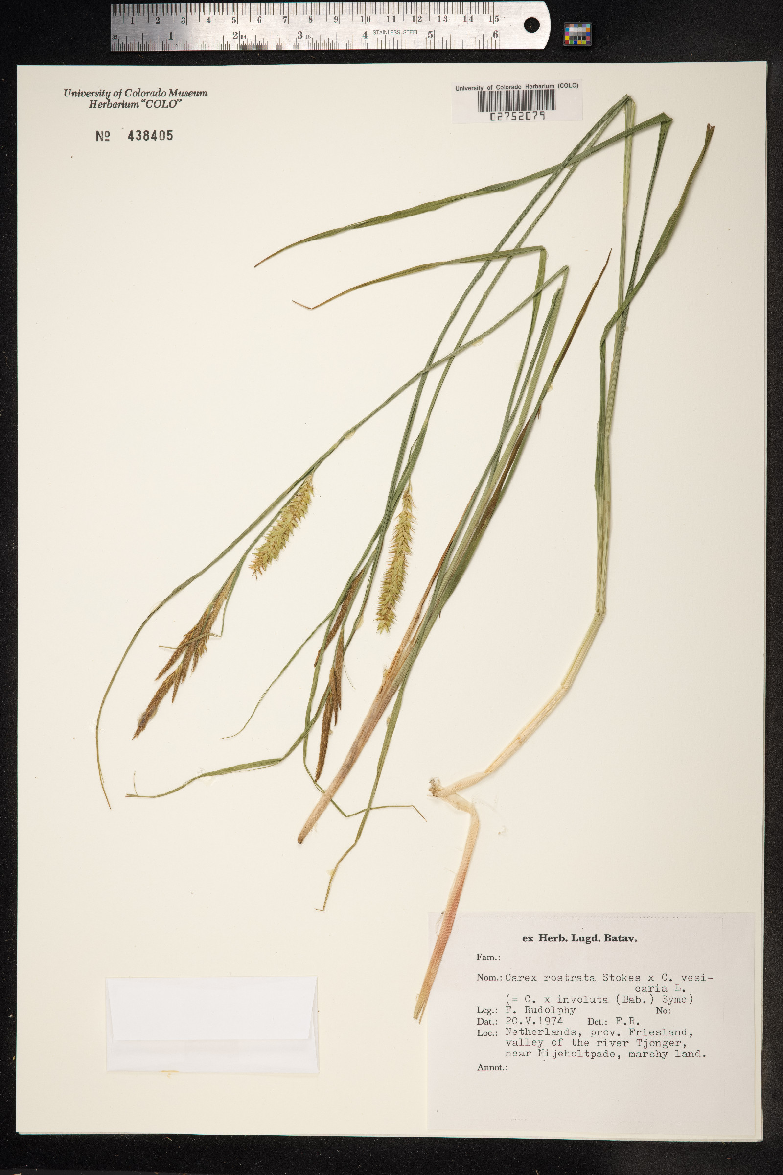 Carex rostrata image