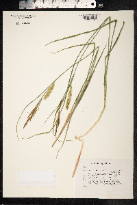 Carex rostrata image