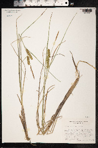 Carex rostrata image
