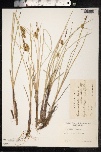 Carex rostrata image