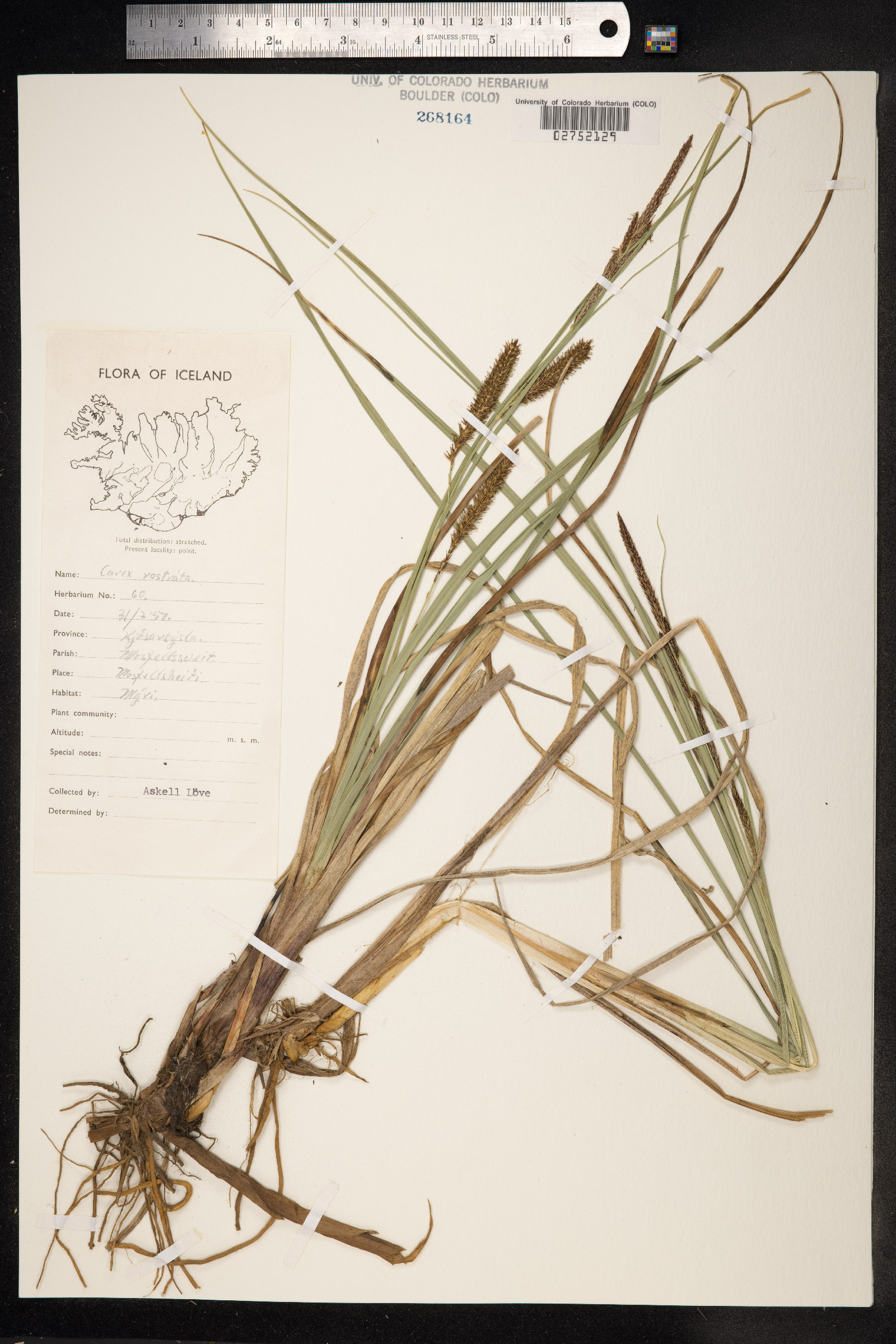 Carex rostrata image