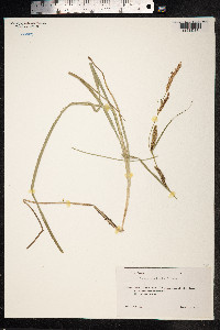 Carex rostrata image