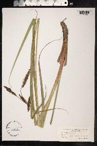 Carex hyalinolepis image