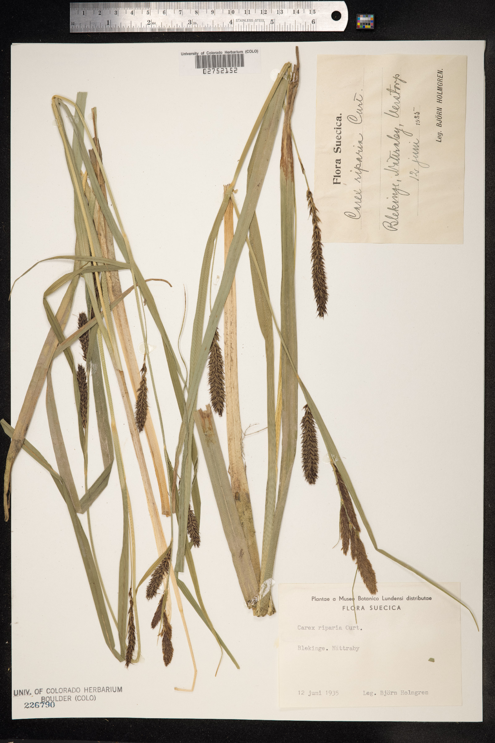 Carex hyalinolepis image