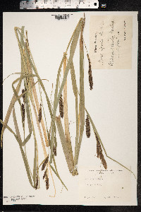 Carex hyalinolepis image
