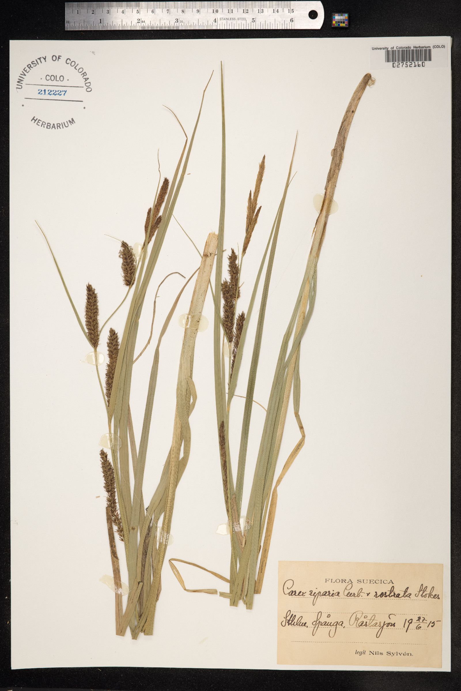 Carex hyalinolepis image