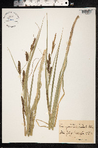 Carex hyalinolepis image