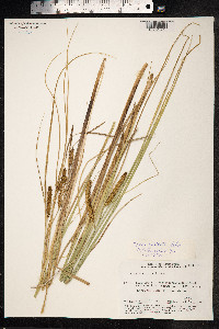 Carex rostrata image