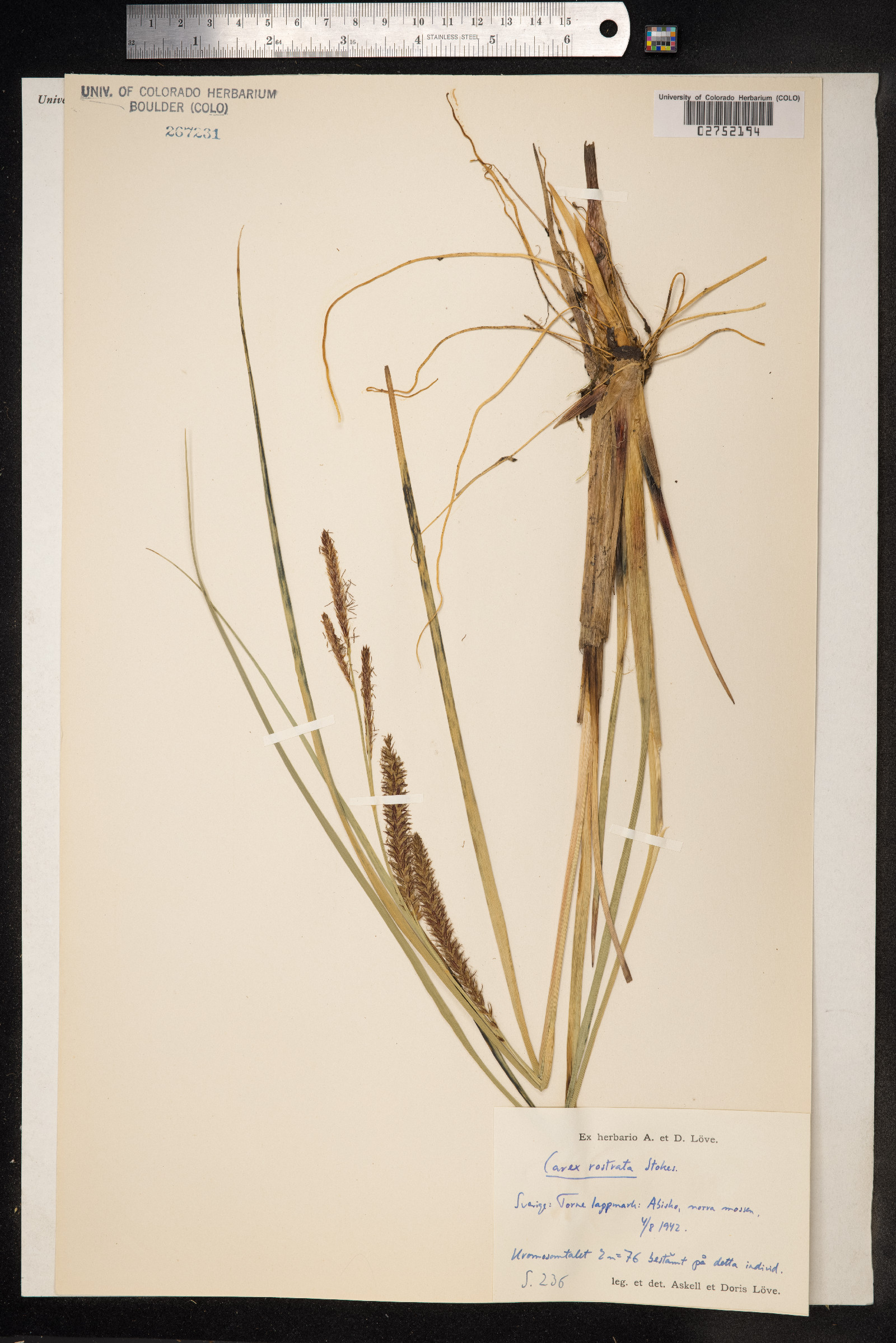 Carex rostrata image