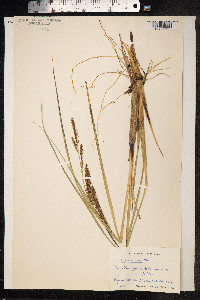 Carex rostrata image