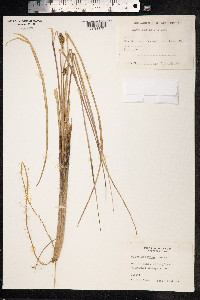 Carex rostrata image