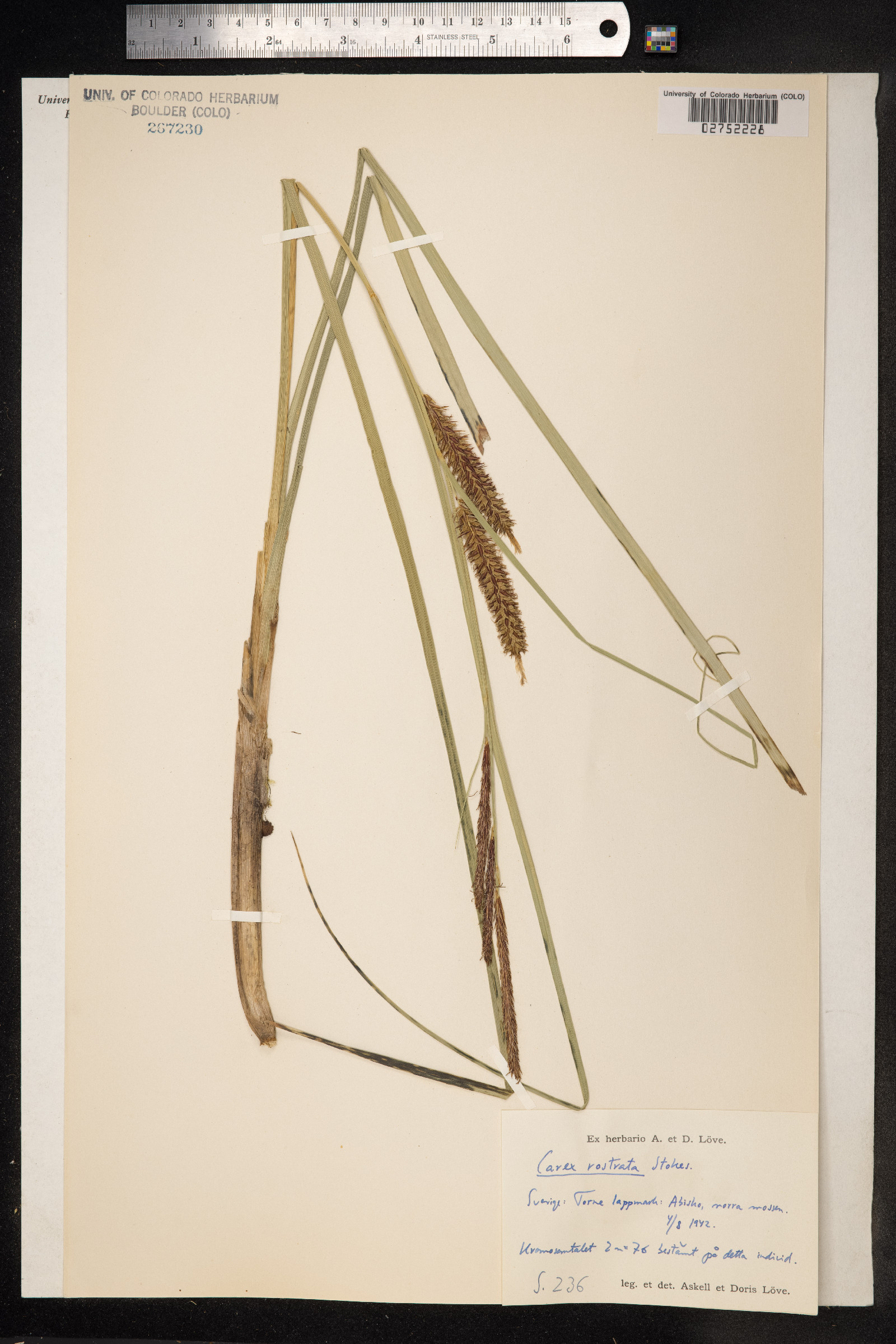 Carex rostrata image