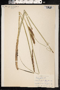 Carex rostrata image