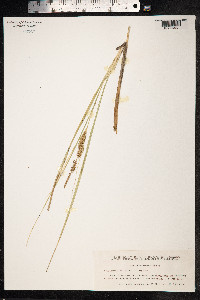 Carex rostrata image