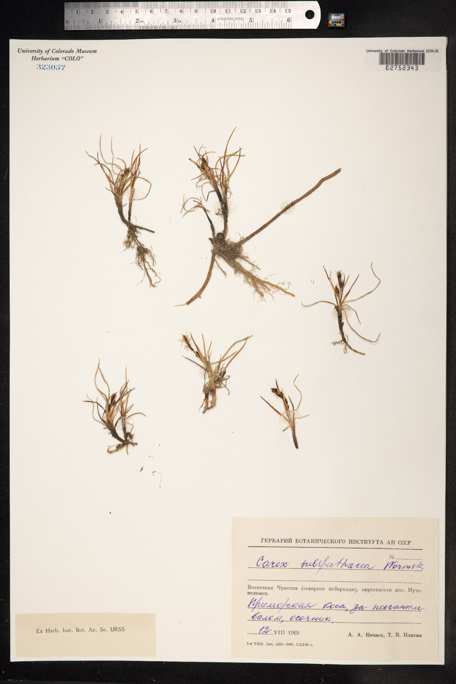 Carex subspathacea image