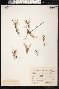 Carex subspathacea image