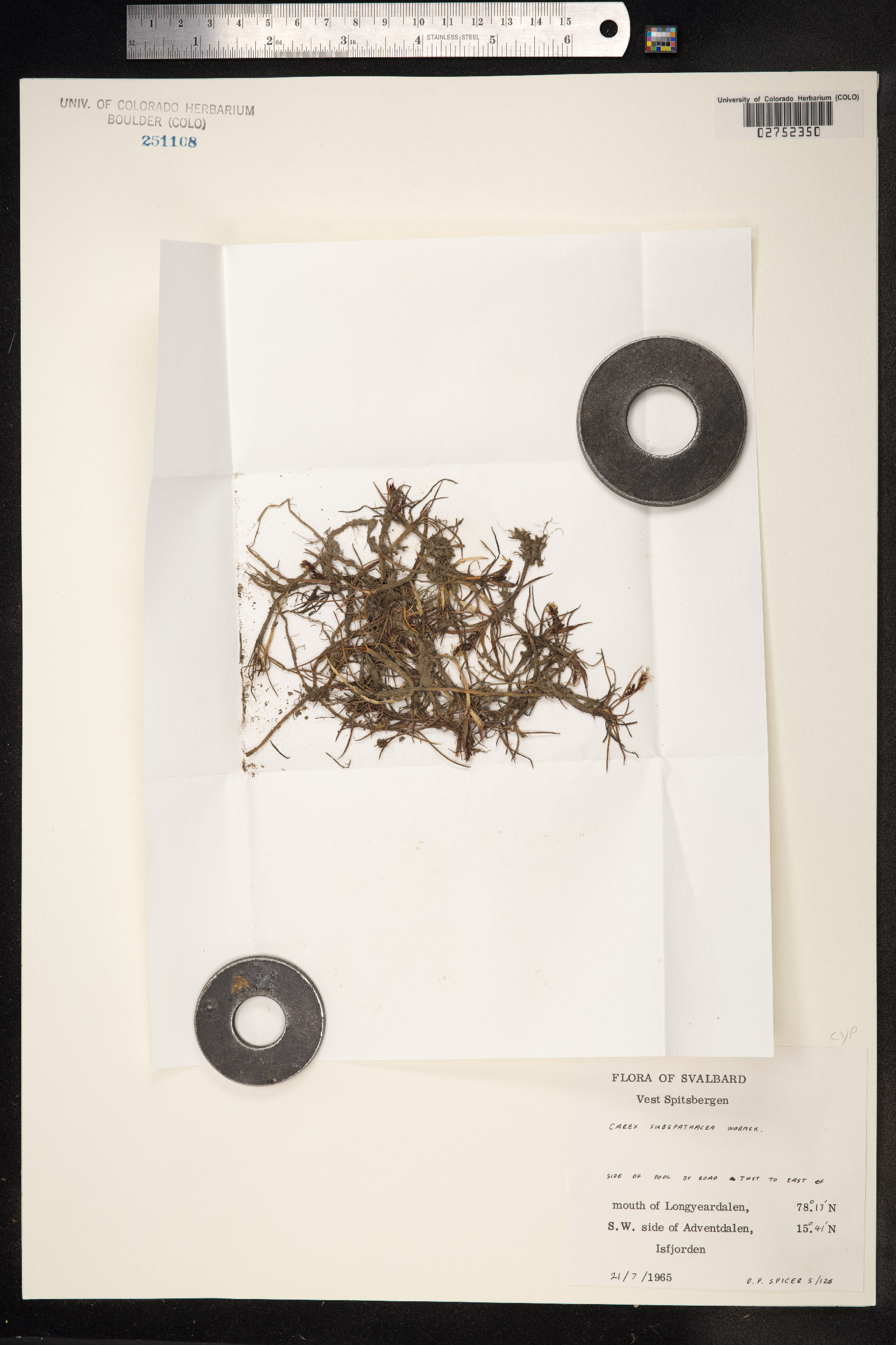 Carex subspathacea image