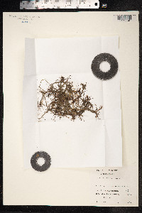 Carex subspathacea image