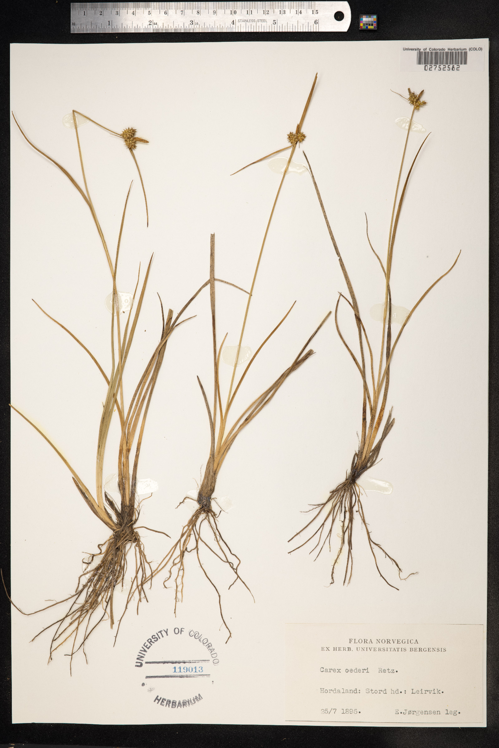 Carex viridula var. viridula image
