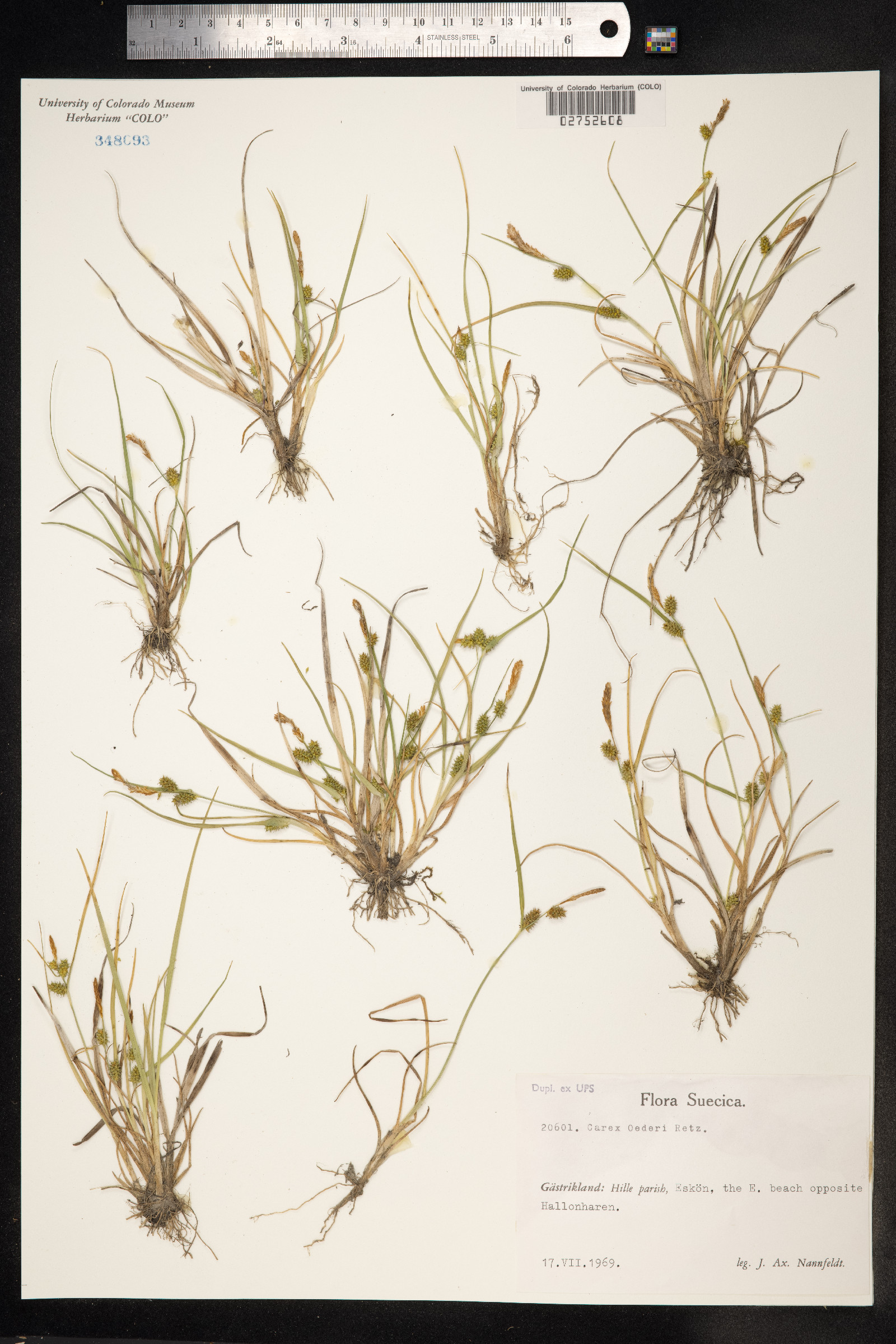 Carex viridula var. viridula image