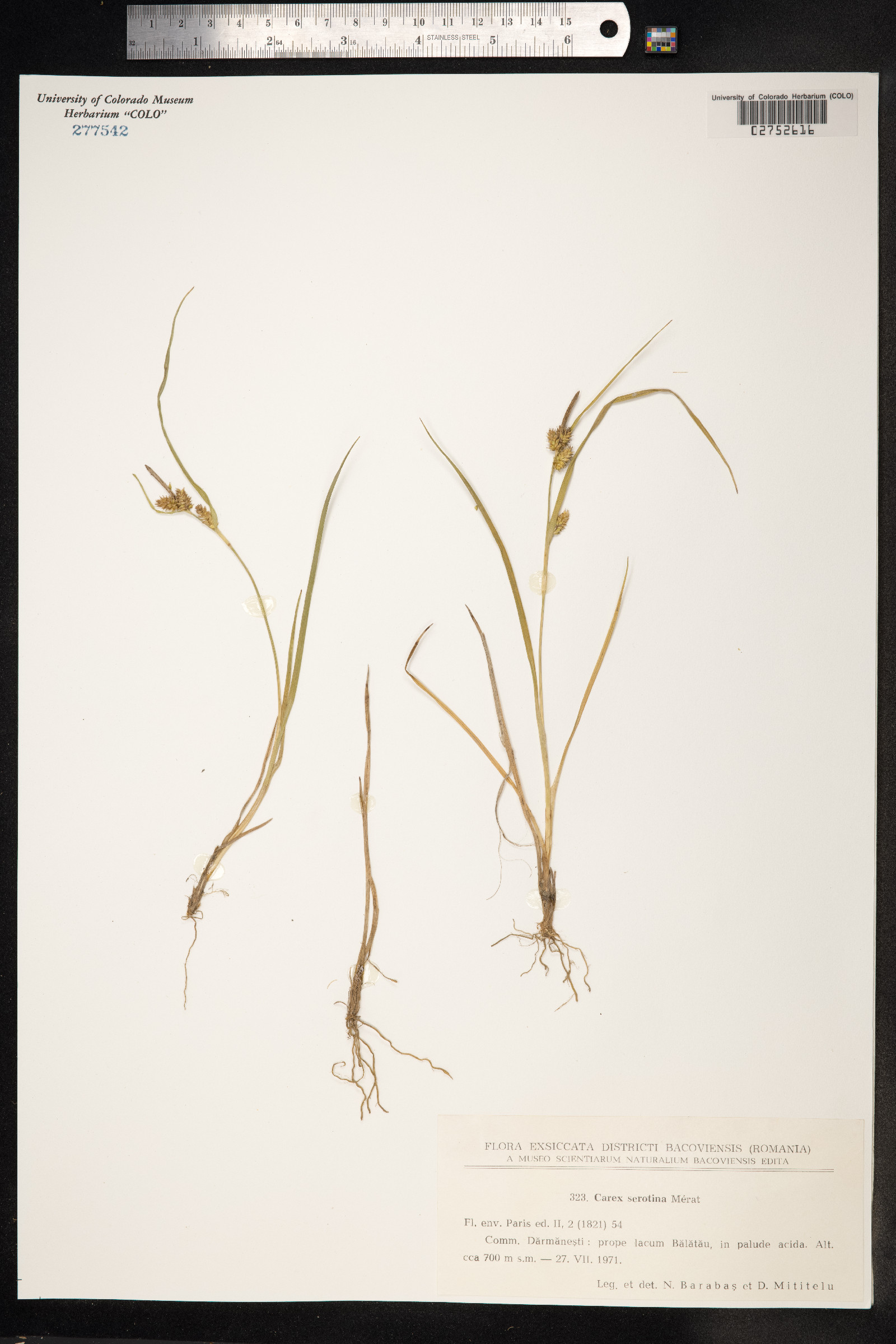 Carex viridula var. viridula image