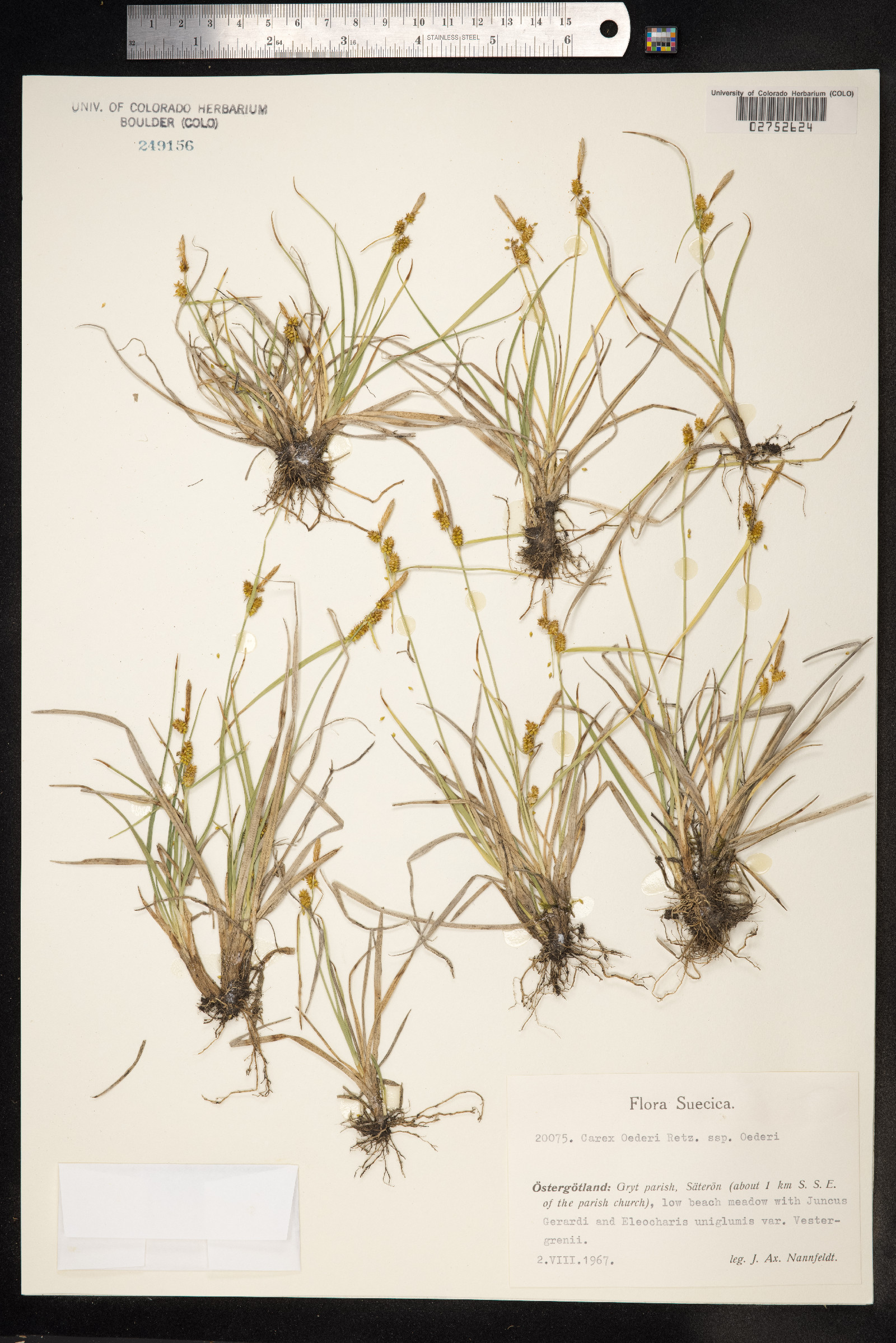 Carex viridula var. viridula image