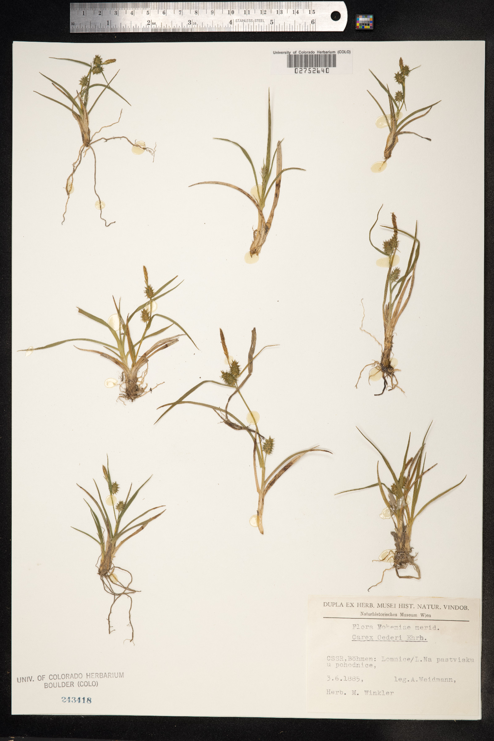 Carex viridula var. viridula image