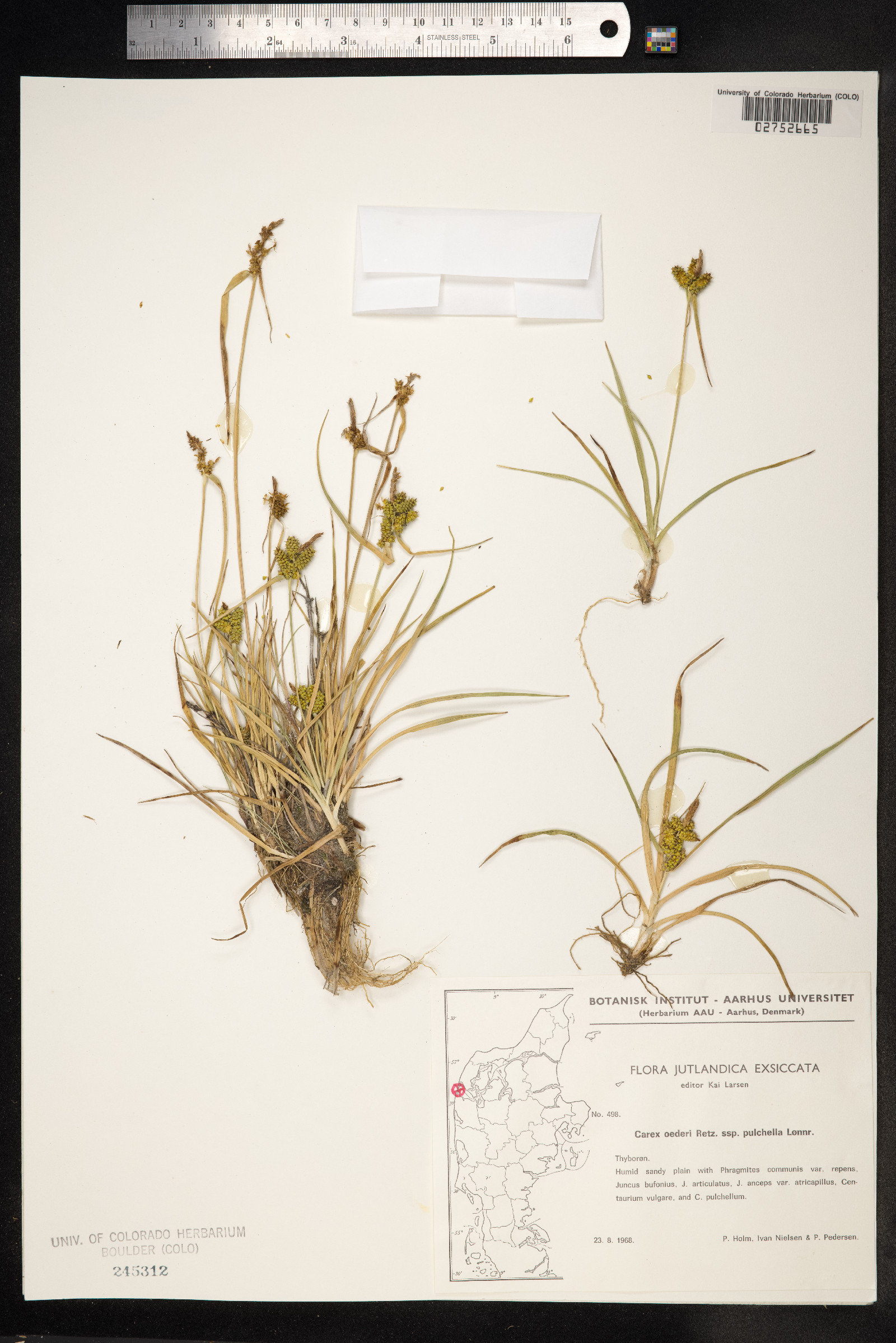 Carex viridula image