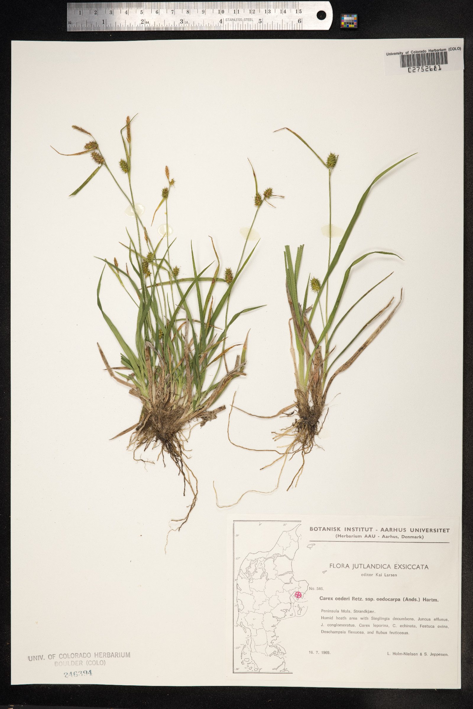Carex viridula image