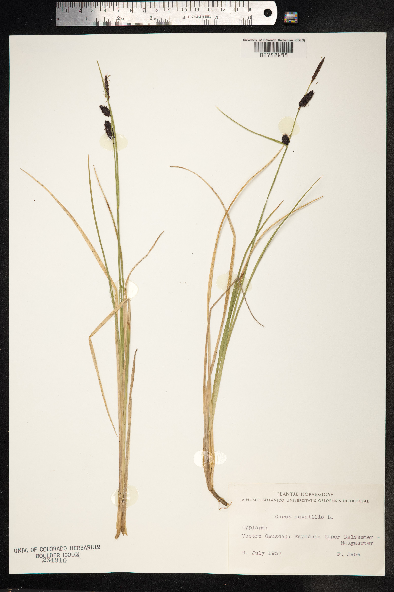 Carex saxatilis image