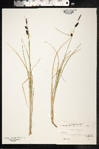 Carex saxatilis image