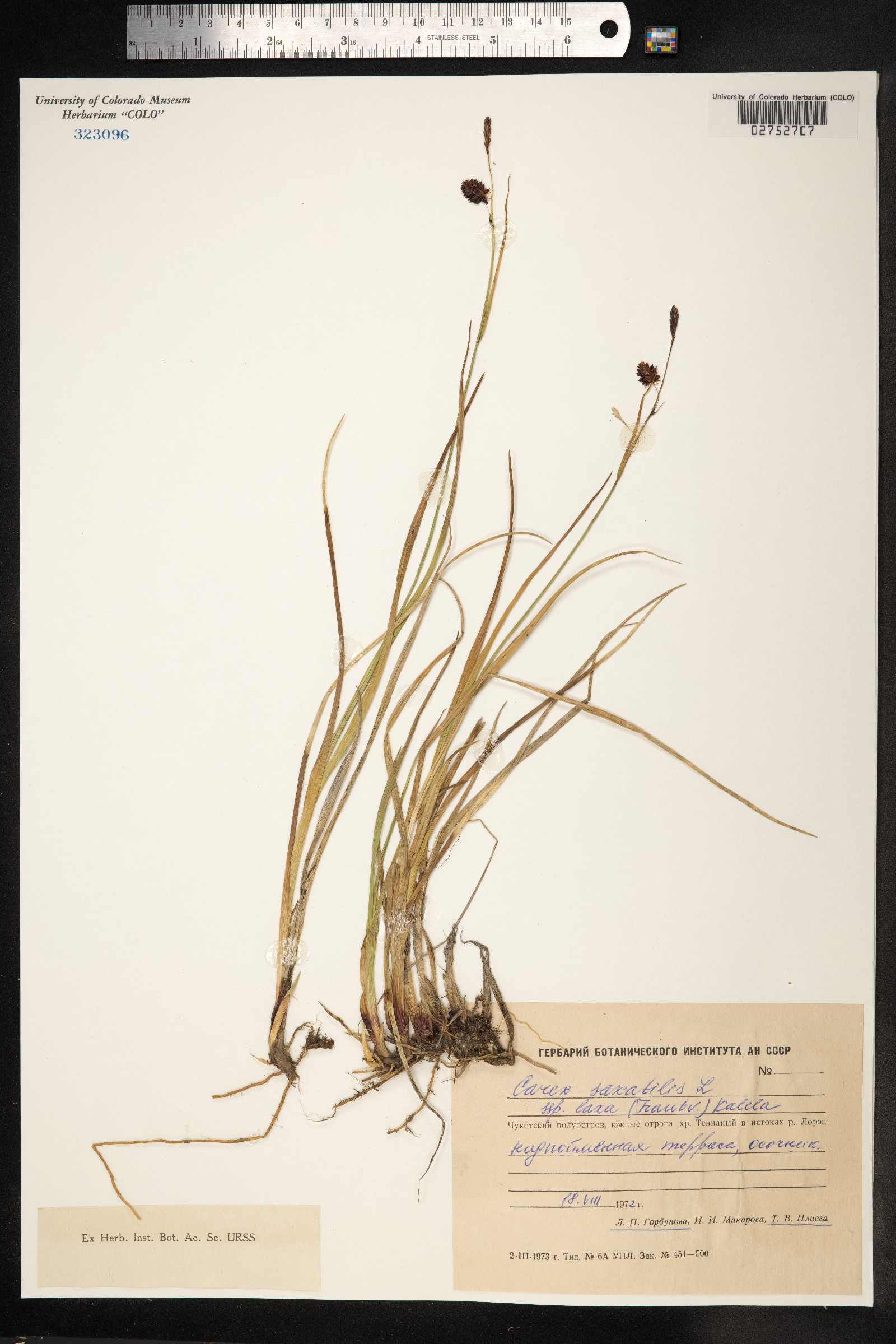 Carex saxatilis image