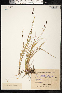 Carex saxatilis image