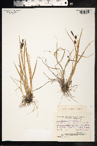 Carex saxatilis image