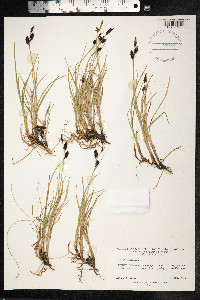 Carex saxatilis image