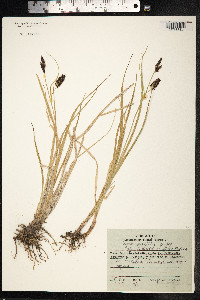 Carex saxatilis image
