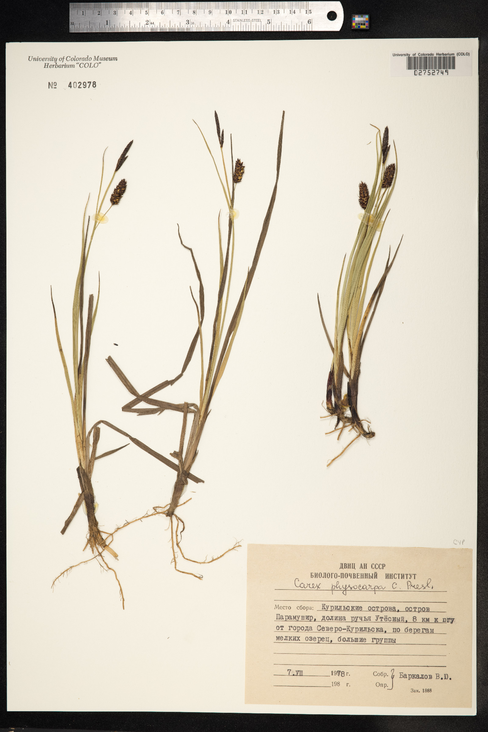 Carex saxatilis image