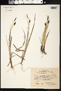 Carex saxatilis image