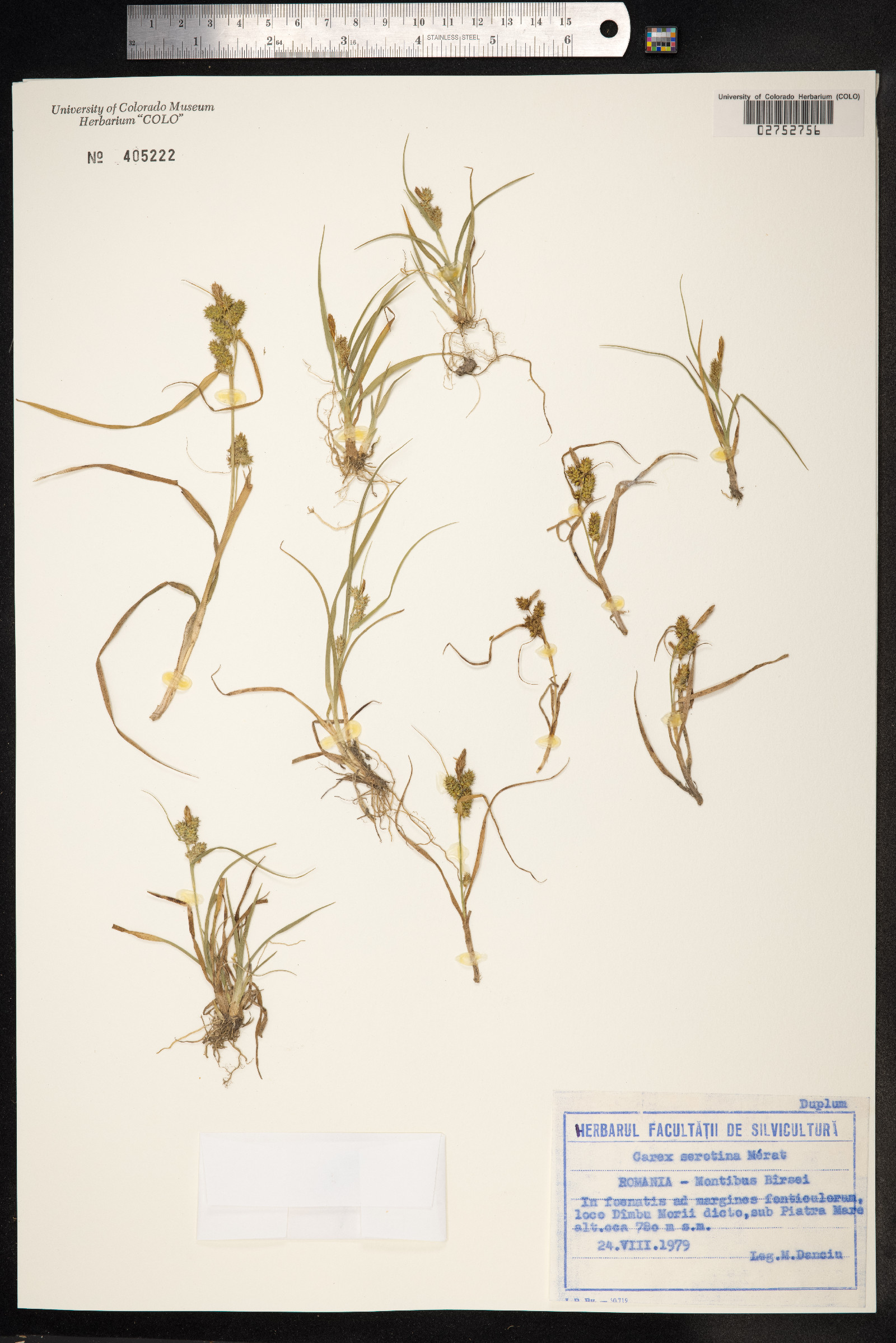 Carex viridula var. viridula image