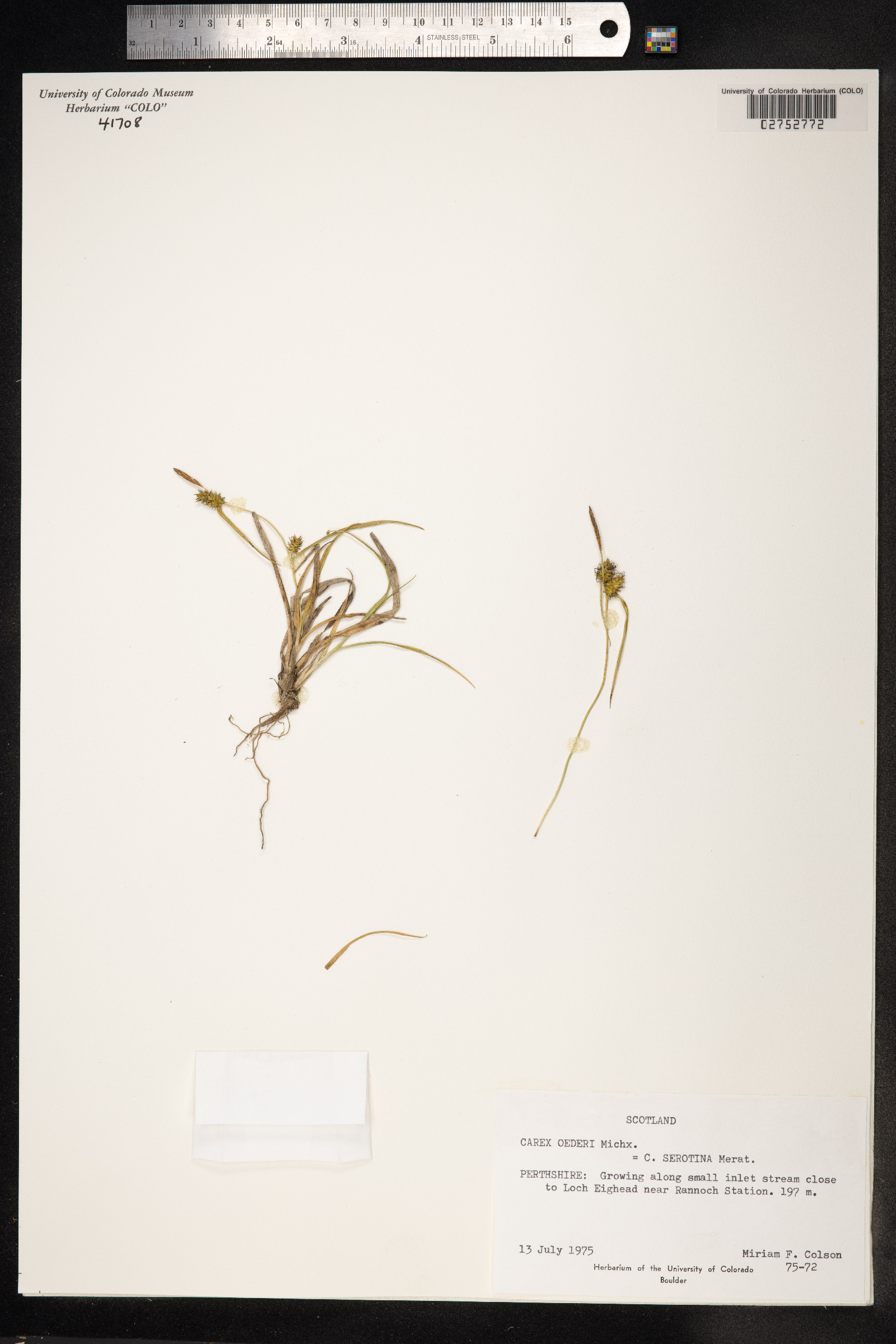 Carex viridula var. viridula image