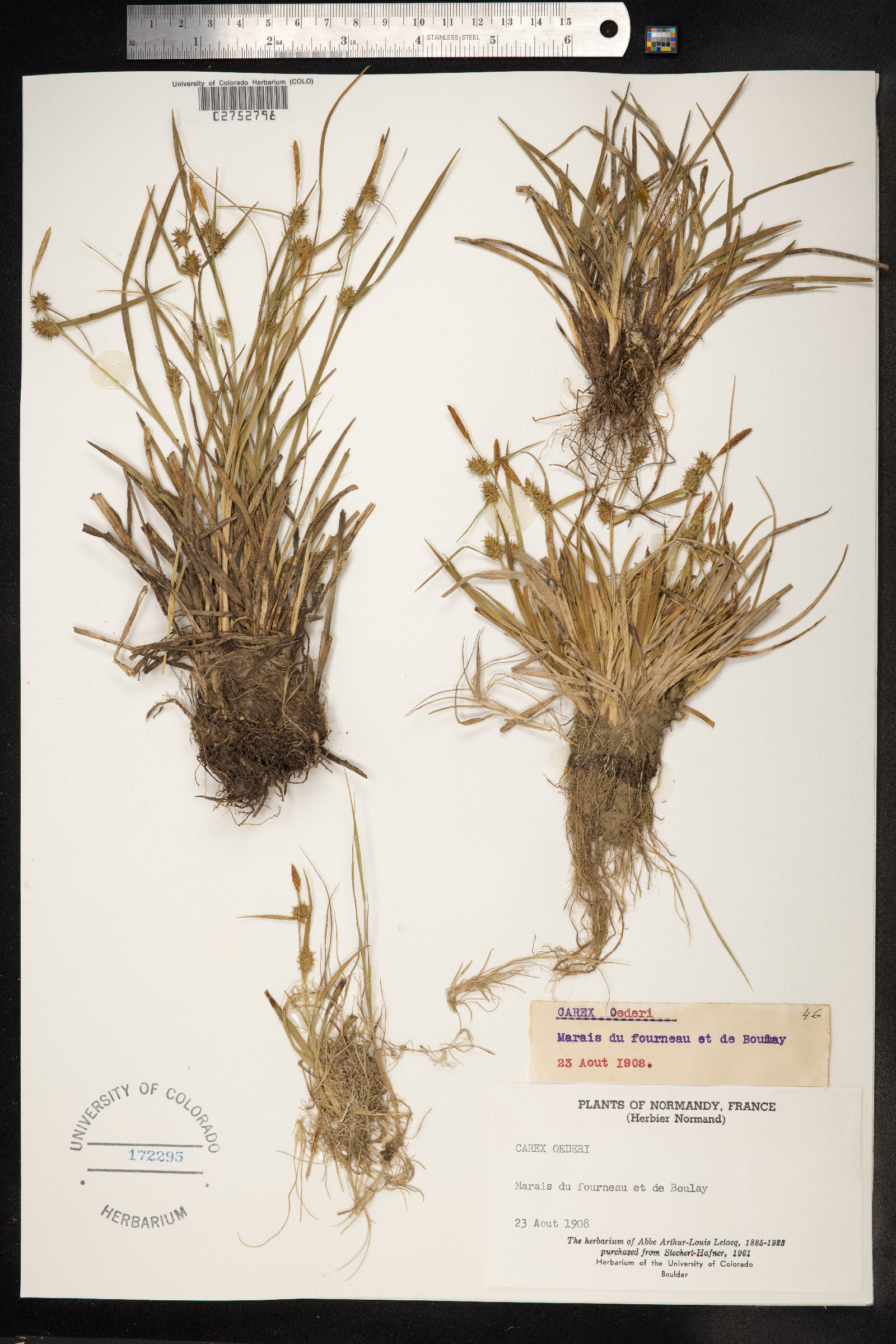 Carex viridula ssp. viridula image