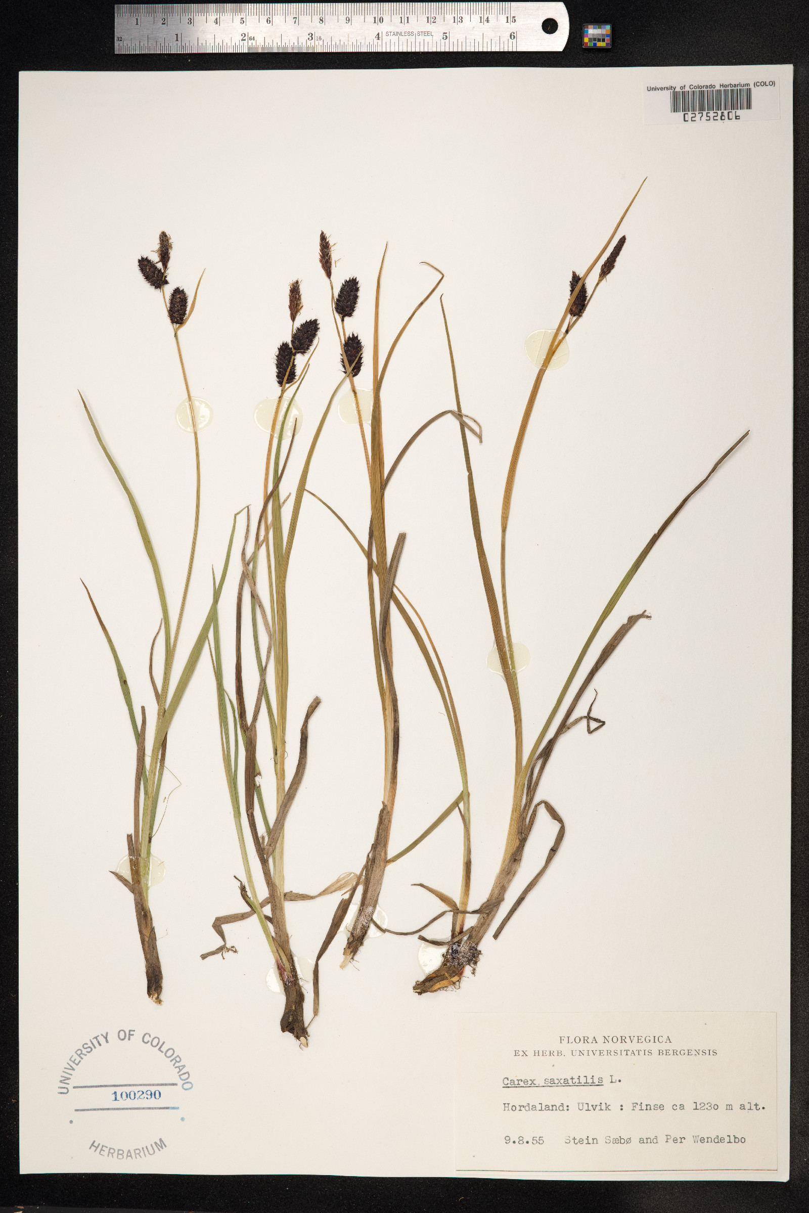 Carex saxatilis image