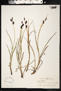Carex saxatilis image