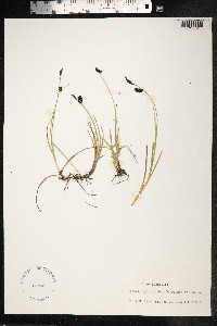 Carex saxatilis image