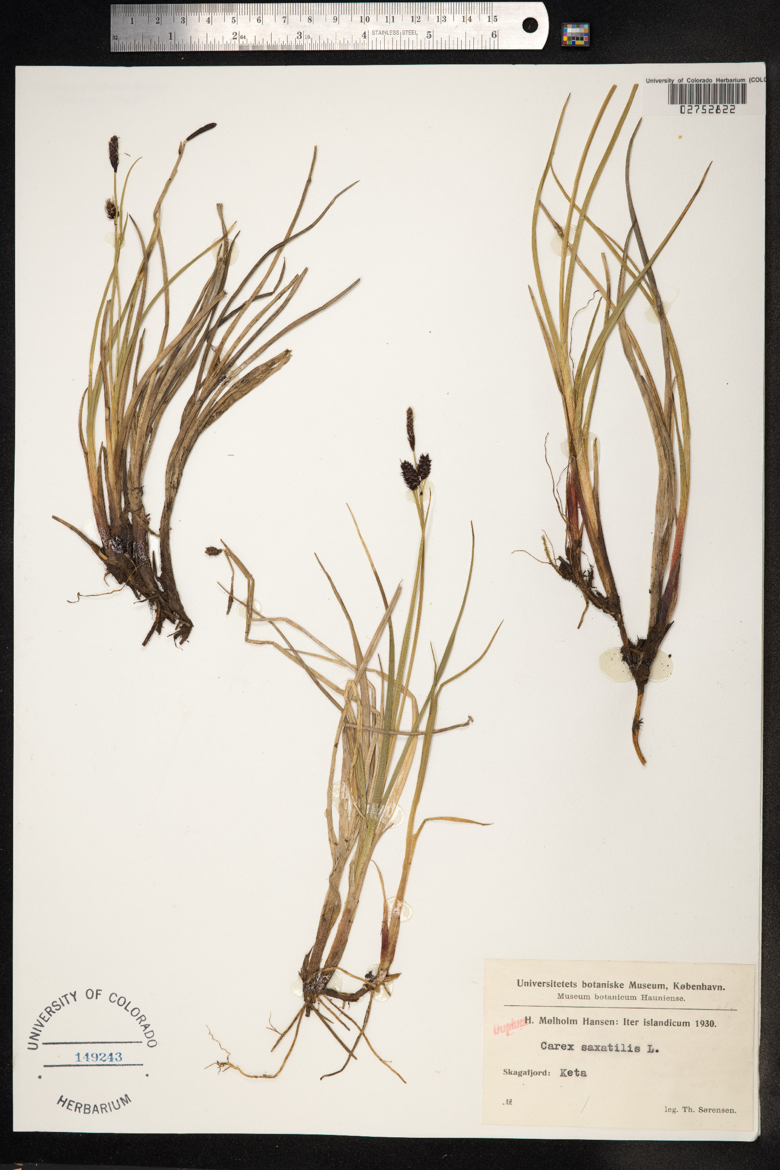 Carex saxatilis image
